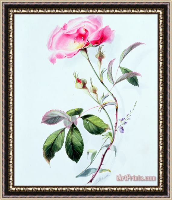 James Holland A Rose Framed Print