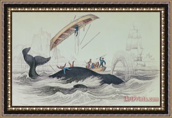 James Stewart Greenland Whale Book Illustration Engraved By William Home Lizars Framed Print