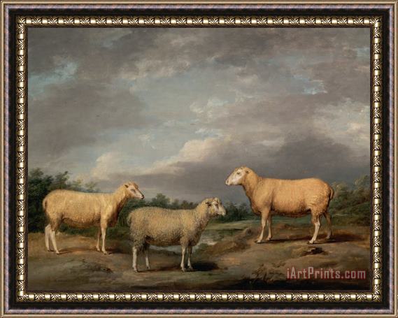 James Ward Ryelands Sheep, The King's Ram, The King's Ewe And Lord Somerville's Wether Framed Painting
