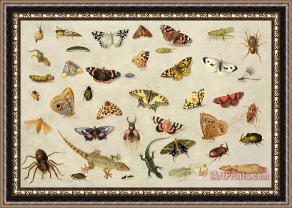 Jan Van Kessel A Study Of Insects Framed Painting