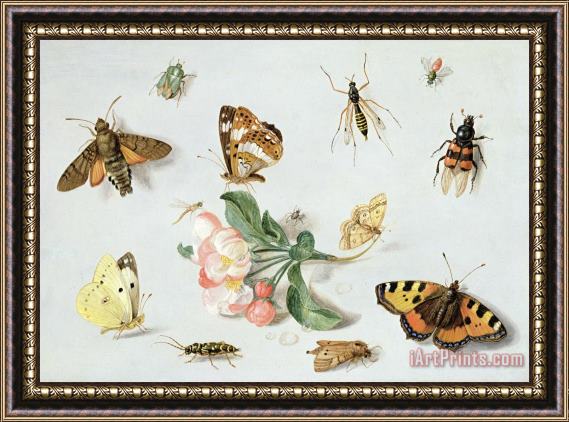 Jan Van Kessel Butterflies Moths And Other Insects With A Sprig Of Apple Blossom Framed Painting