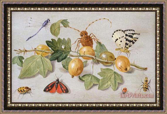 Jan Van Kessel Still Life Of Branch Of Gooseberries Framed Painting