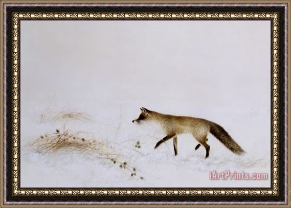 Jane Neville Fox in Snow Framed Print