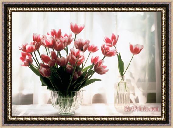 Jeanette Korab Tulip Framed Painting