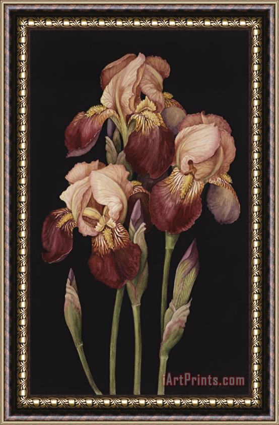 Jenny Barron Irises Framed Print