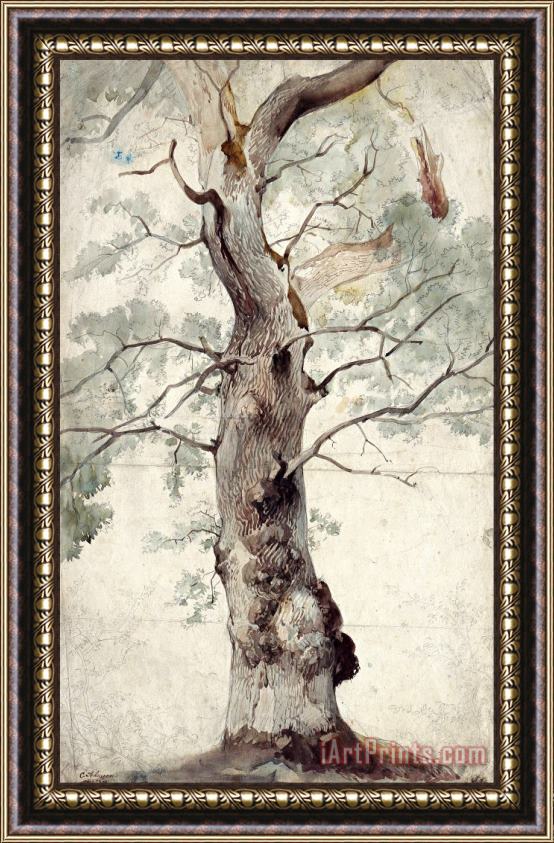 Johann Caspar Nepomuk Scheuren Study of a Tree Framed Print