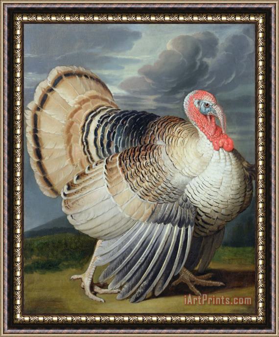 Johann Wenceslaus Peter Wenzal Portrait of a Turkey Framed Painting