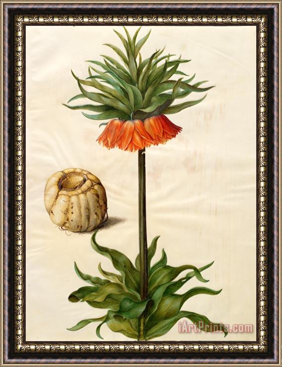 Johannes Simon Holtzbecher Fritillaria Imperialis Framed Painting