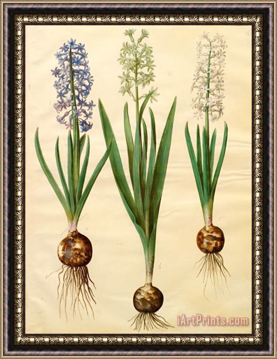 Johannes Simon Holtzbecher Hyacinthoides Orientalis Simp Et Pl Framed Print
