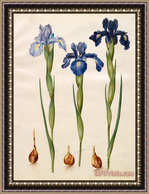 Johannes Simon Holtzbecher Iris Xiphioides Framed Painting