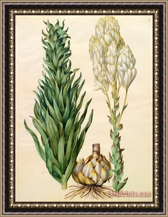 Johannes Simon Holtzbecher Lilium Candidum Monstrosum Framed Painting