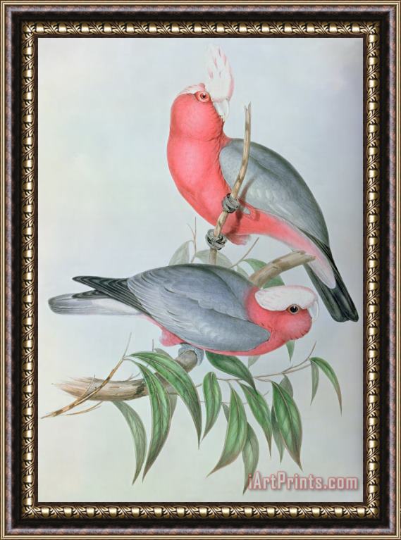 John Gould Birds Of Asia Framed Painting