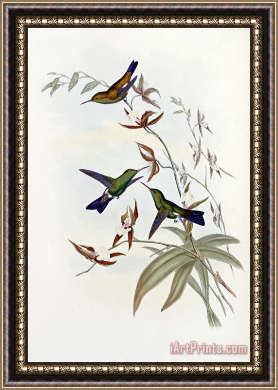 John Gould Family of Hummingbirds Framed Painting