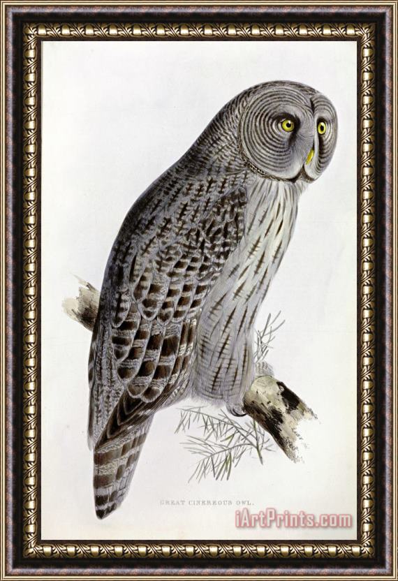 John Gould Great Cinereous Owl Framed Painting