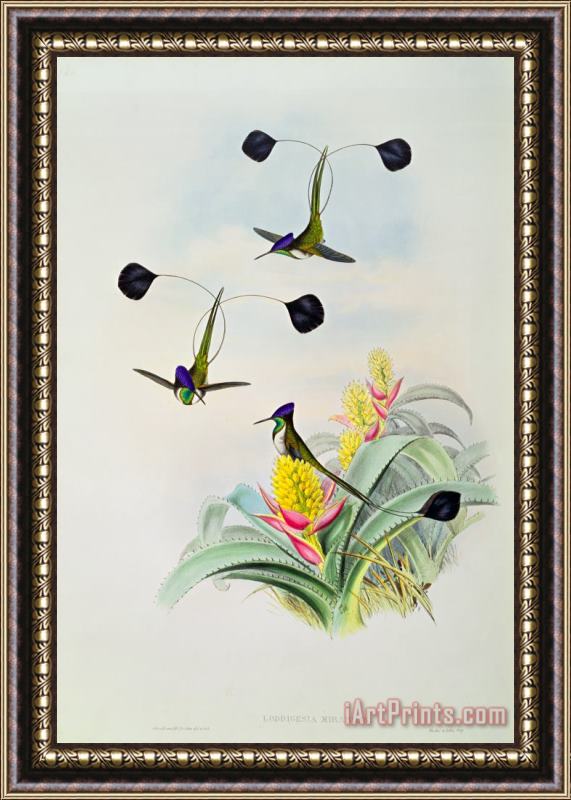 John Gould Hummingbird Framed Painting