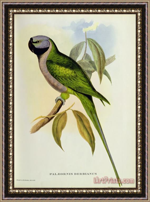 John Gould Parakeet Framed Print