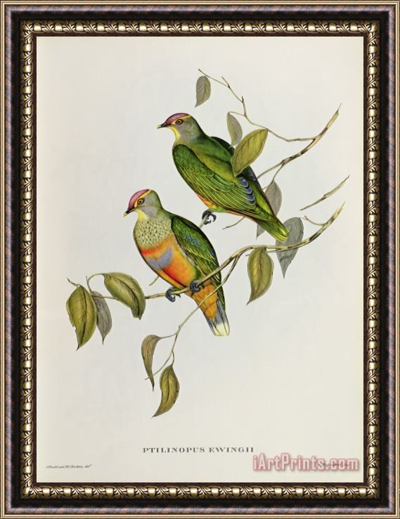 John Gould Ptilinopus Ewingii Framed Print