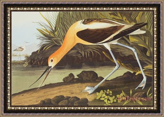 John James Audubon American Avocet Framed Painting