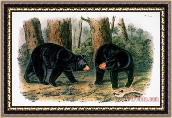 John James Audubon American Black Bear 1844 Framed Print