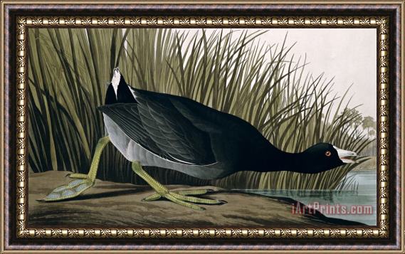 John James Audubon American Coot From Birds of America 1835 Framed Print