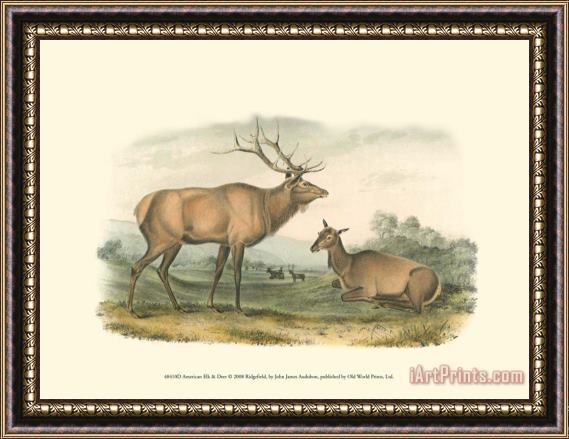 John James Audubon American Elk And Deer Framed Painting