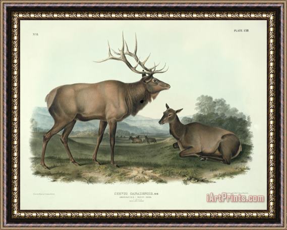 John James Audubon American Elk Framed Painting