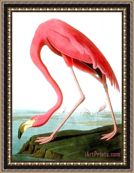 John James Audubon American Flamingo Framed Print