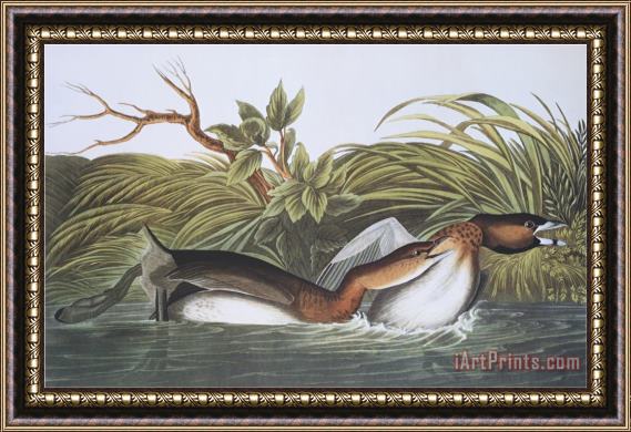 John James Audubon American Pied Bill Dobchick Framed Painting