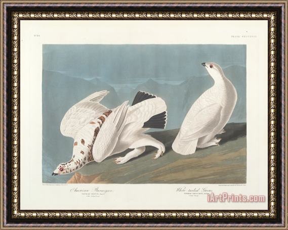 John James Audubon American Ptarmigan Framed Painting