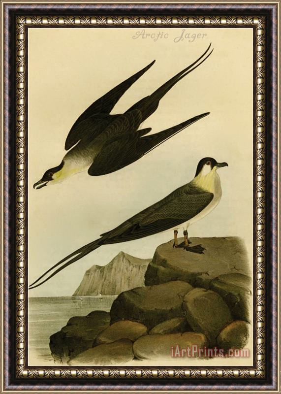 John James Audubon Arctic Jager Framed Painting