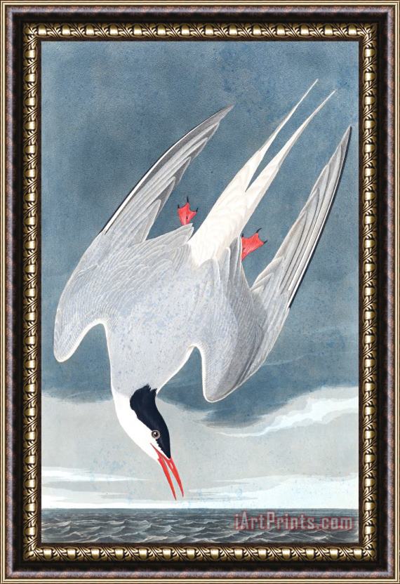 John James Audubon Arctic Tern Framed Print