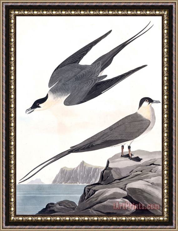 John James Audubon Arctic Yager Framed Painting