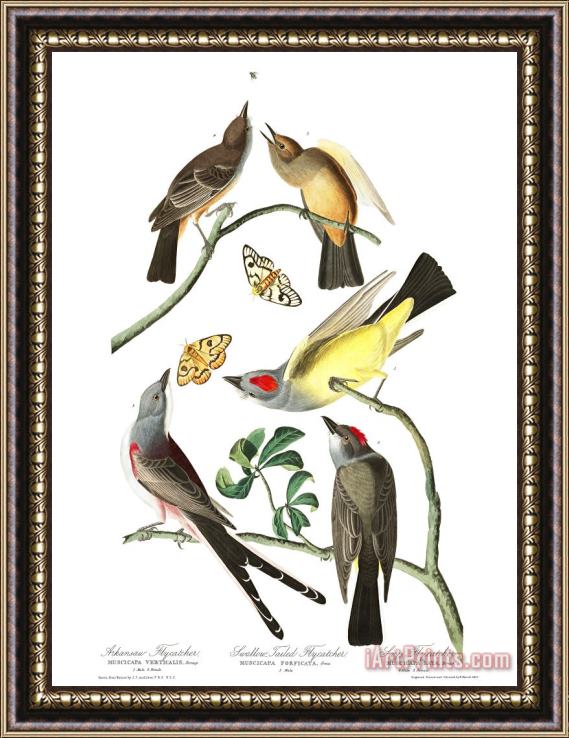 John James Audubon Arkansaw Flycatcher, Swallow Tailed Flycatcher, Says Flycatcher Framed Painting