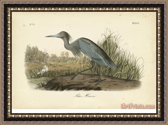 John James Audubon Audubon's Blue Heron Framed Painting