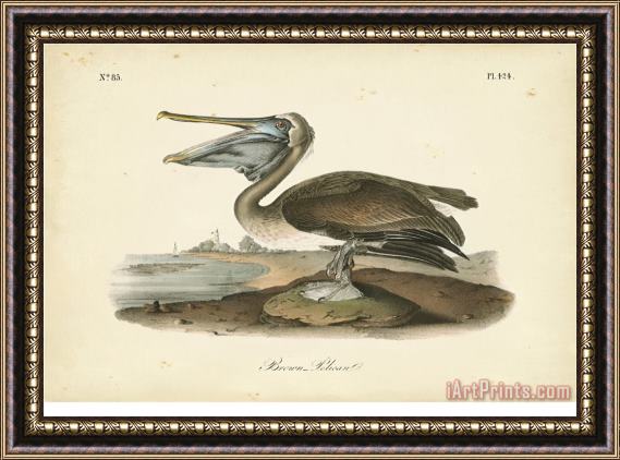 John James Audubon Audubon's Brown Pelican Framed Print
