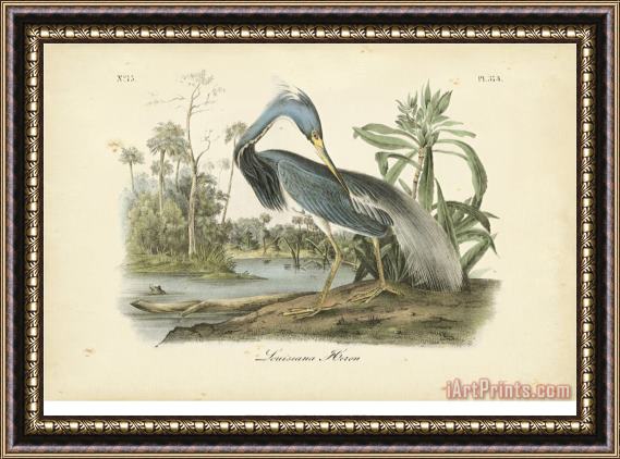John James Audubon Audubon's Louisiana Heron Framed Painting