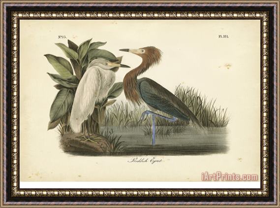 John James Audubon Audubon's Reddish Egret Framed Painting