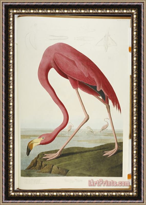 John James Audubon Audubon American Flamingo From The Birds of America Framed Painting