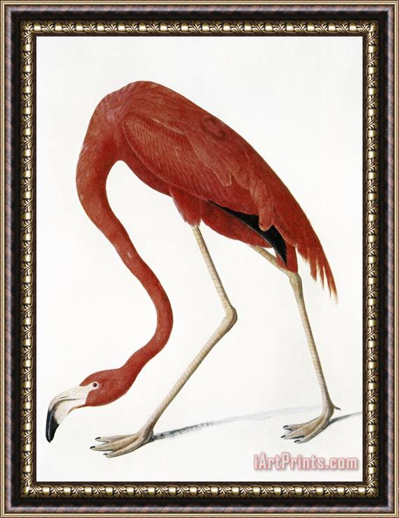 John James Audubon Audubon American Flamingo Framed Print