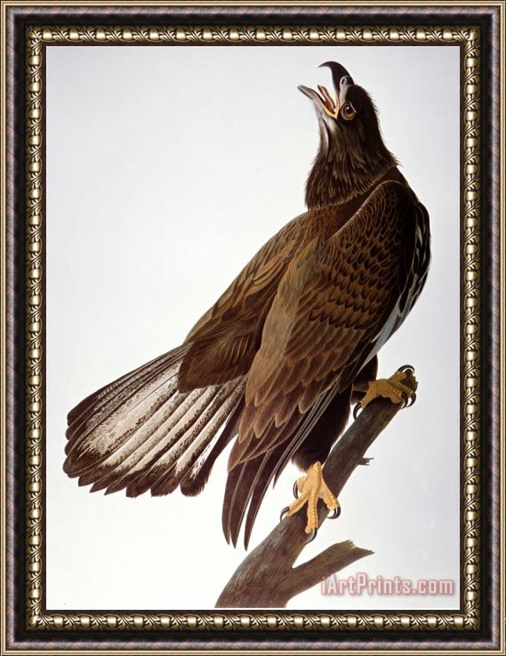 John James Audubon Audubon Bald Eagle Framed Print
