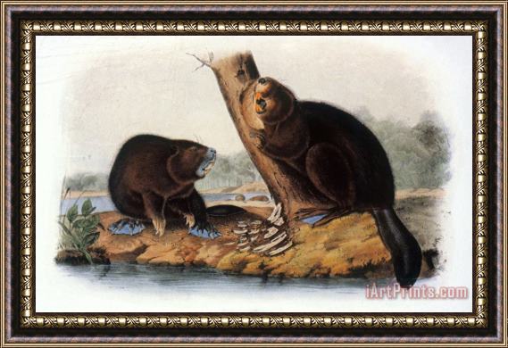 John James Audubon Audubon Beaver 1846 Framed Painting