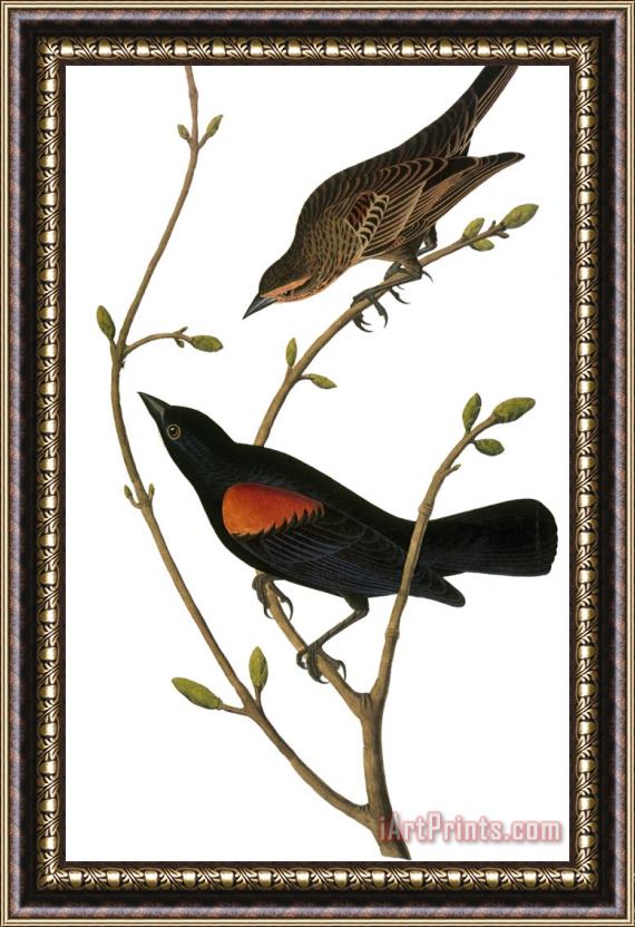 John James Audubon Audubon Blackbird Framed Print
