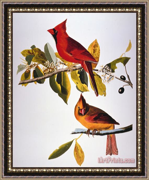 John James Audubon Audubon Cardinal Framed Print