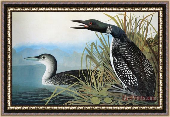 John James Audubon Audubon Common Loon Framed Print