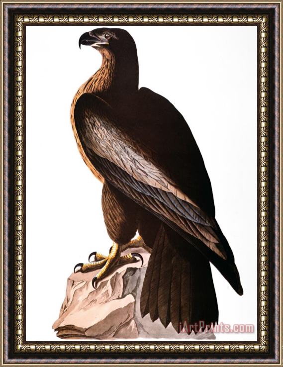 John James Audubon Audubon Eagle Framed Print