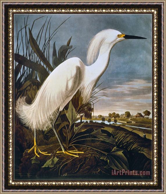 John James Audubon Audubon Egret Framed Painting