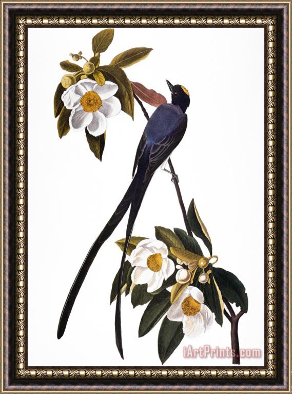 John James Audubon Audubon Flycatcher 1827 Framed Painting