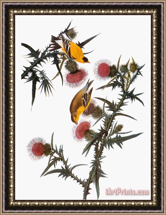 John James Audubon Audubon Goldfinch Framed Painting