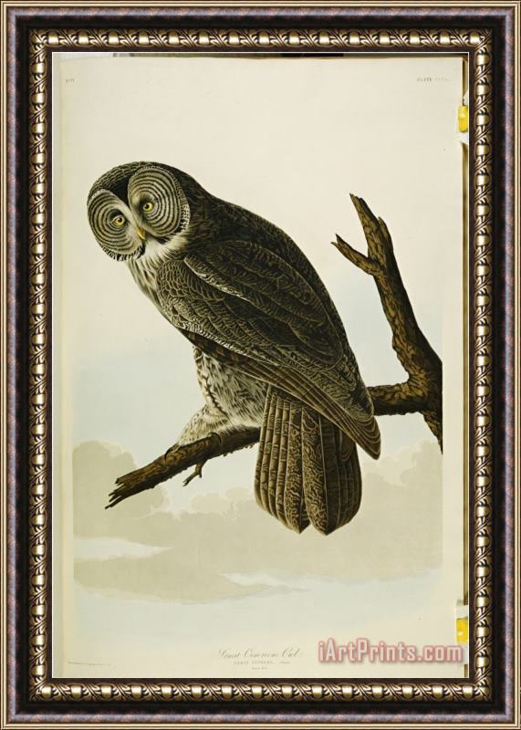 John James Audubon Audubon Great Cinereous Owl From The Birds of America Framed Print