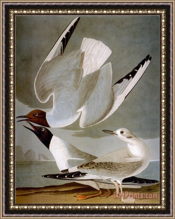 John James Audubon Audubon Gull Framed Painting